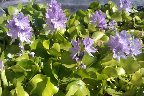 Eichornia Hyacinth air
