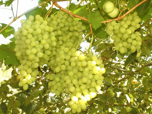 Valgomieji vynuogės Uraluose