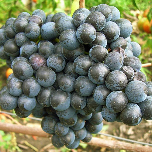 Dombrovskajos veislės vynuogės