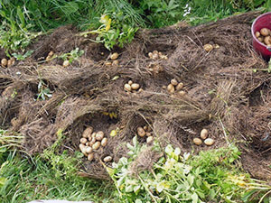 Aardappels planten in de Oeral