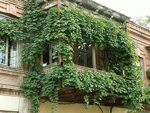 Озеленение балкона диким виноградом