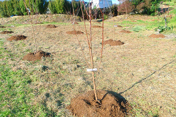 Vid plantering av fruktträd är det viktigt att hålla avståndet