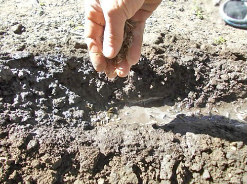 plantarea de semințe de zinia în sol deschis