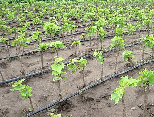 种植葡萄的第一年