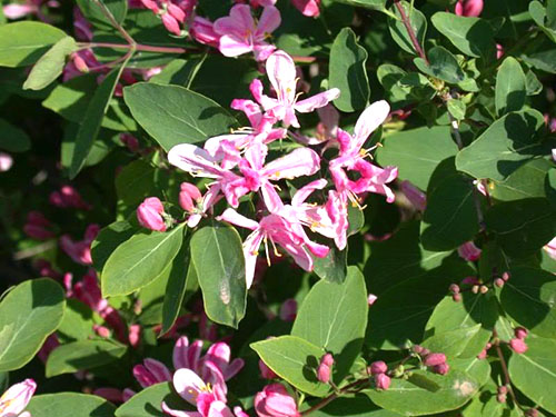 Floração de madressilva comestível