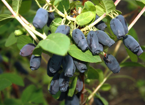 Tipos de bagas de madressilva comestível eixo azul