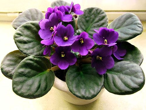 Plantas adultas de violetas precisam de um transplante