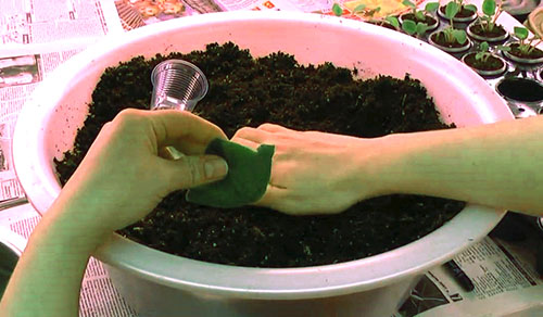 紫罗兰种植的土壤必须松散和潮湿