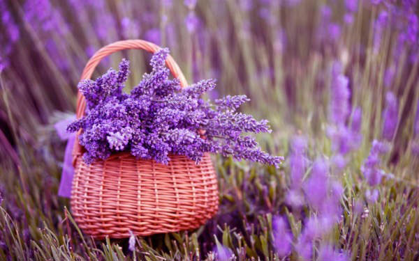 koleksi bunga lavender