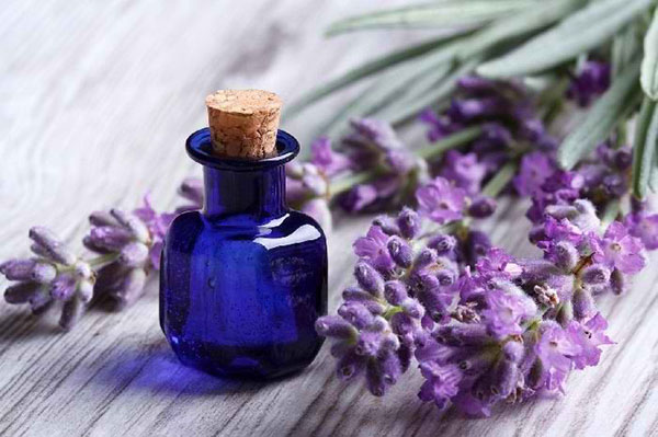 minyak lavender yang berguna