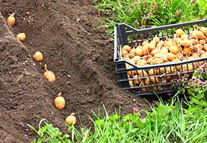 Letné výsadba zemiakov