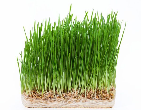zelene šlag pšenice