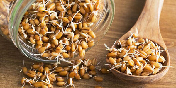 norma penggunaan kuman gandum