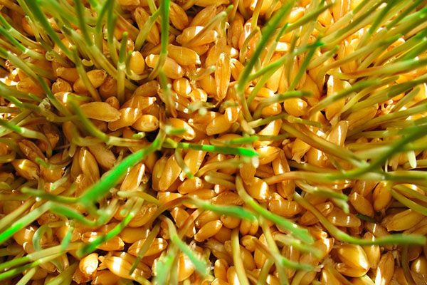 клијавана пшеница спремна за јело