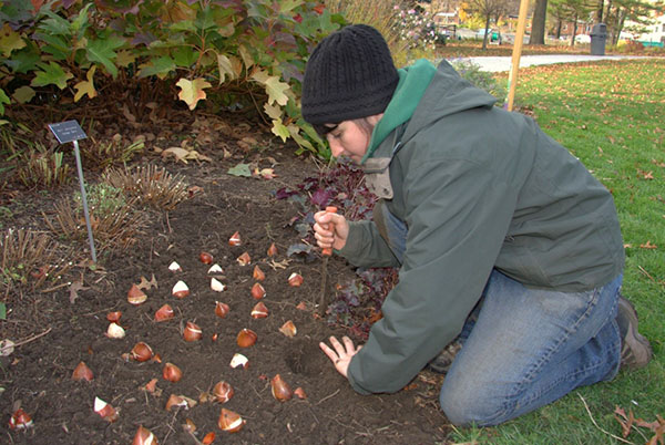 höst plantering av tulpaner