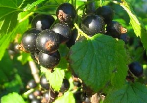 Översikt över hemligheterna att plantera svart vinbär