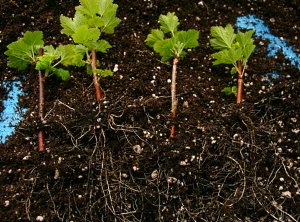 Plantering svarta vinbärsplanter Foto
