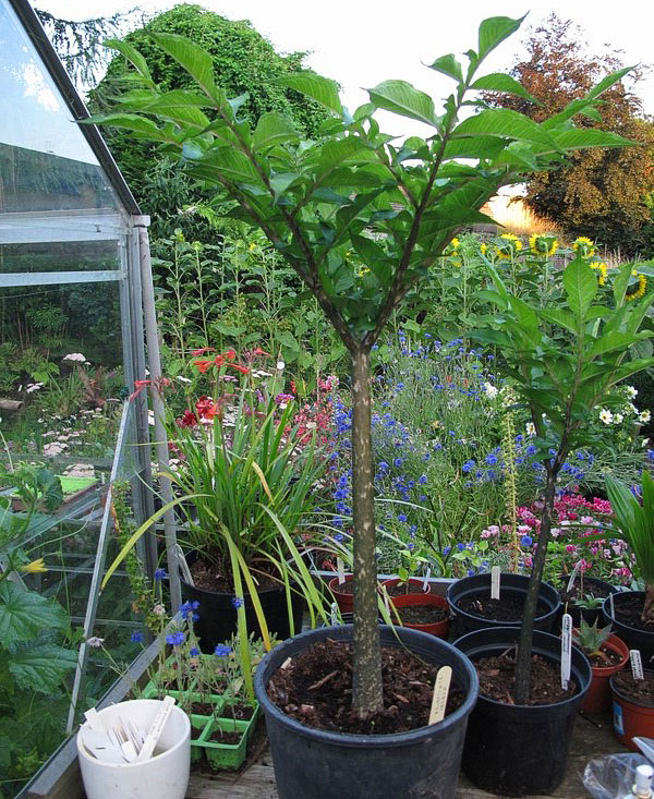 Tuberculi mari ai plantei sunt plantate într-un recipient spațios