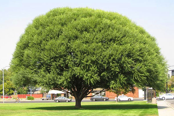 copacul matur al Matsudan