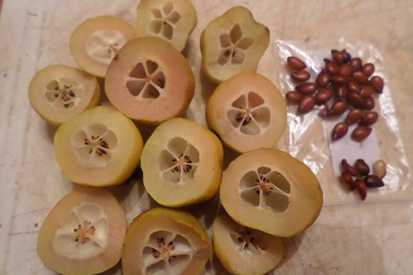 benih dipilih dari Jepun quince masak