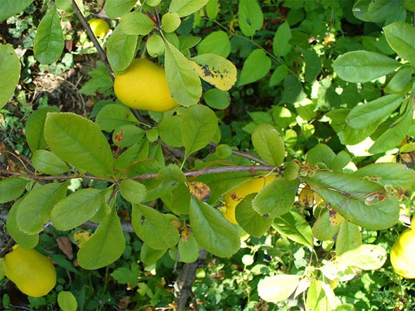 buah-buahan quince Jepun