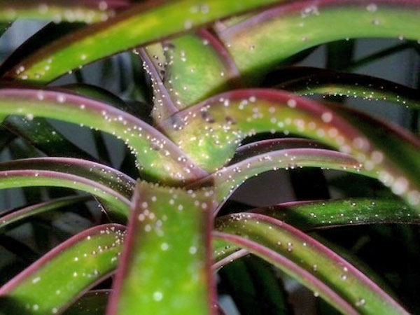 O aparecimento de uma cimitarra no dracene pode levar à morte de uma planta