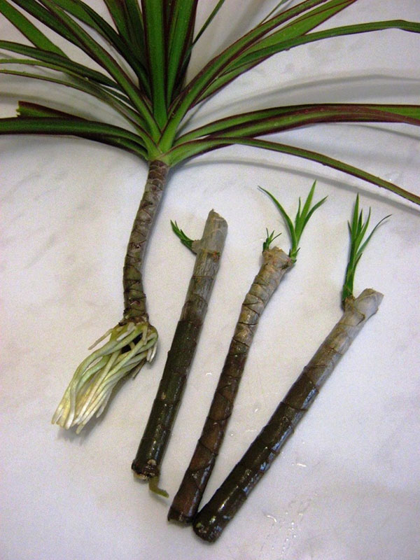 O caule cortado da dracaena é usado para propagação de plantas