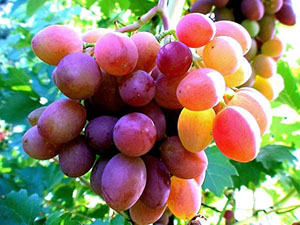 葡萄在俄罗斯中部的收获