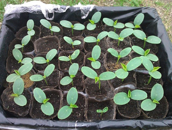黄瓜幼苗的栽培