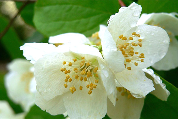 zachte bloei van jasmijn