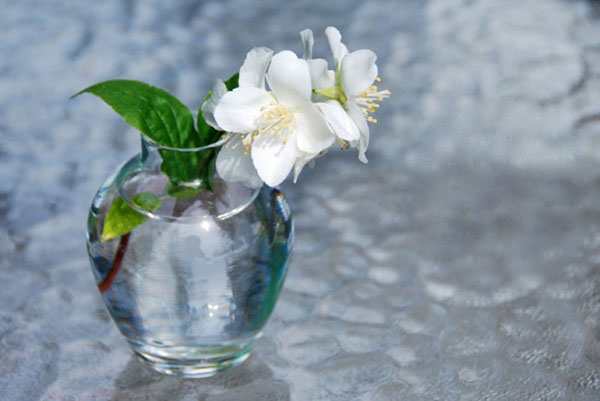 flores de jasmim perfumadas