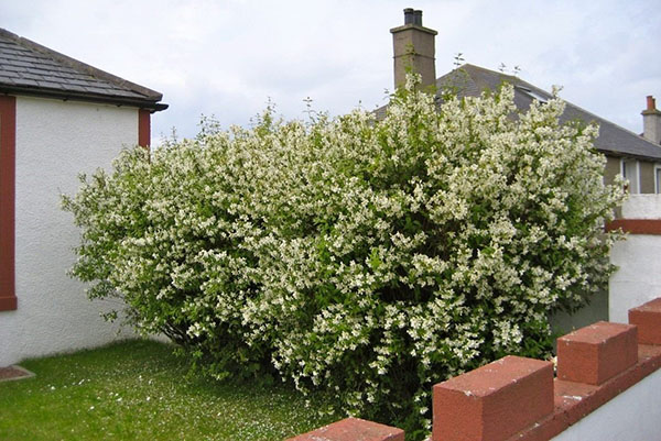 Jasmine bush v bližini hiše