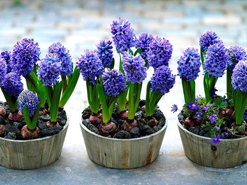 Ta vare på hyacinter