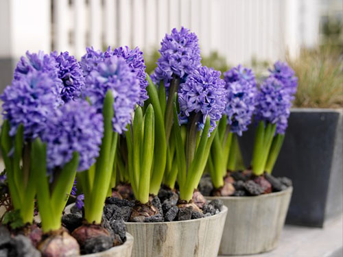 Hyacinths di rumah