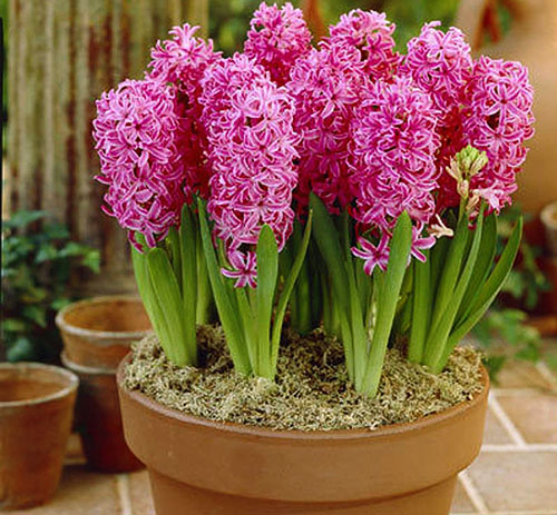 Hyacinths ditanam dalam periuk