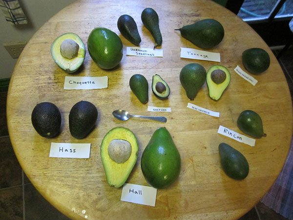 avokado av forskjellige varianter