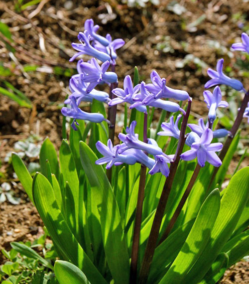 Hyacinths di tapak