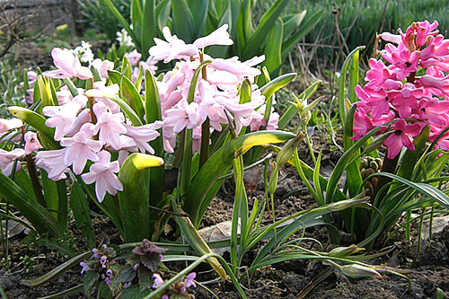 Kvitnutie správne zasadených hyacinty