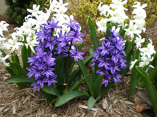 Spring hyacinths berbunga