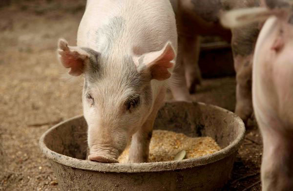 Untuk pertumbuhan aktif dan peningkatan berat badan yang cepat, anak babi diberi suplemen khas