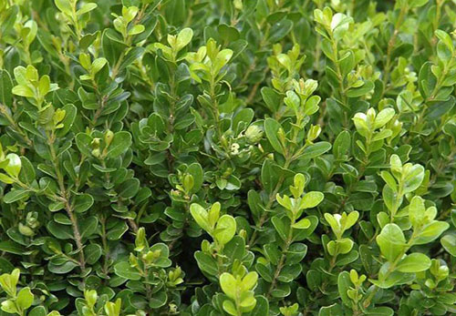 Boxwood Small-leaved