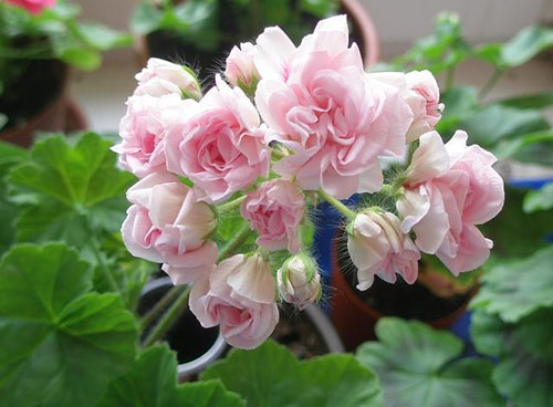 Pelargonium Millfield Rose