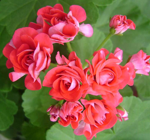 Pelargonium Rosebud Supreme