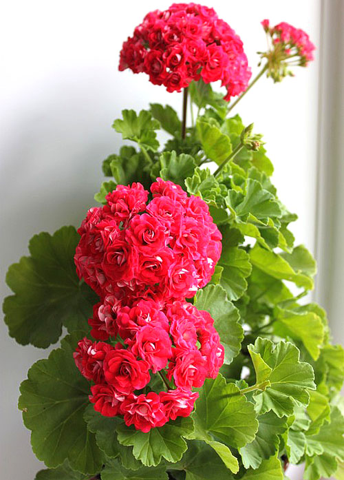 Den rikelig blomstrende pelargonium Rosebud Supreme