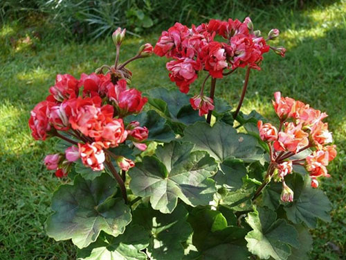 Peyzaj tasarımında Pelargonium Vectis Rosebud