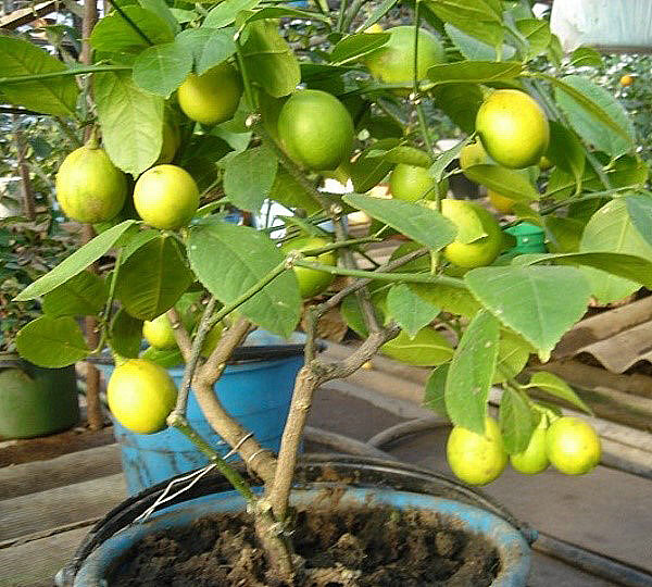 Fruktbärande guava i en hemskola