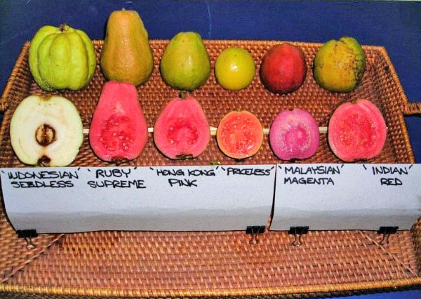 guava različnih sort