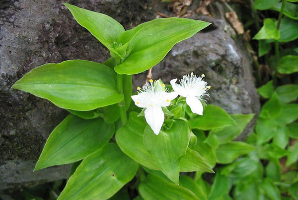 Tradescantia beyaz çiçekli