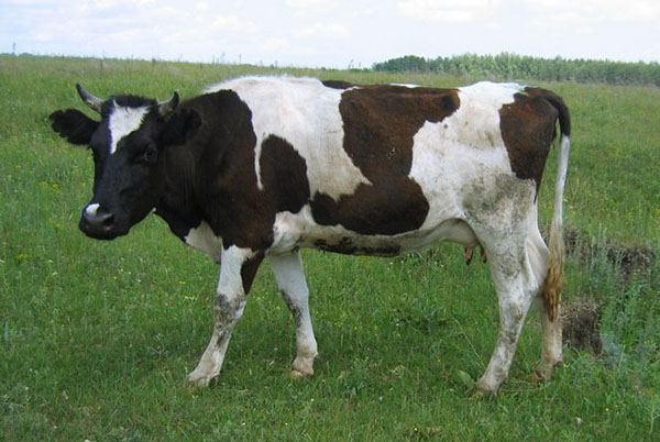 Крава на пашњаку