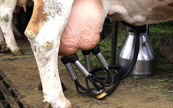 Použitie dojacieho zariadenia na dojenie kráv